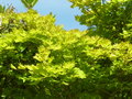 vignette Acer japonicum 'Aureum'