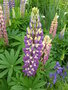 vignette Lupinus x - Lupin hybride