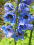 vignette Delphinium - Pied d'Alouette