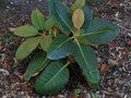 vignette Rhododendron Falconeri aux normes feuilles au 27 08 11