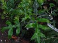 vignette Stenocarpus sinuatus aux trs grandes feuilles trs tortures au 18 08 11