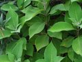 vignette Leucosceptrum canum aux grandes feuilles trs veloutes au 04 08 11