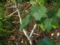 vignette Lavatera assurgentiflora au tronc blanc et  grandes feuilles gris bleutes au 15 07 11