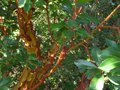 vignette Arbutus andrachnoides au magnifique tronc au 01 08 11