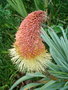 vignette kniphofia northiae (floraison)