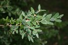 vignette Buxus sempervirens ssp. hyrcana