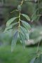 vignette Chosenia arbutifolia