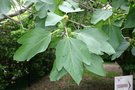 vignette Ficus pseudocaria = F. palmata