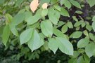 vignette Prunus padus = P. regeliana