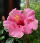 vignette hibiscus rosa sinensis