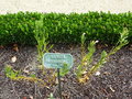 vignette Orphium frutescens