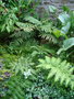 vignette woodwardia radicans et dicksonia fibrosa 2011