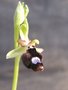 vignette Ophrys bertoloniformis