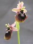 vignette Ophrys chestermanii