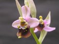 vignette Ophrys fuciflora X tenthredinifera grandiflora