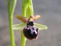 vignette Ophrys garganica