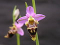 vignette Ophrys hedreichii