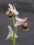 vignette Ophrys heterophylla