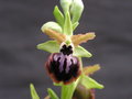 vignette Ophrys incubacea
