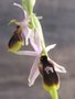 vignette Ophrys lunulata