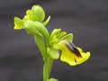 vignette Ophrys lutea