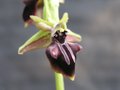 vignette Ophrys mammosa