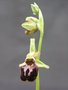 vignette Ophrys sphegodes