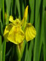 vignette Iris pseudacorus - Iris des marais