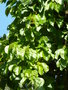 vignette Celastrus orbiculatus - Clastre, Bourreau des arbres