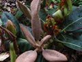 vignette Rhododendron Falconeri gros plan des nouvelles pousses laineuses au 17 07 11