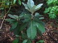 vignette Rhododendron Macabeanum aux normes feuilles au 08 06 11