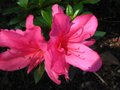 vignette Azalea japonica fleurs doubles roses gros plan au 02 09 11