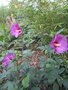 vignette hibiscus syriacus