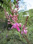 vignette indigofera gerardiana