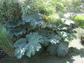 vignette gunnera manicata