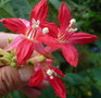 vignette fuchsia boliviana alba(autre vue des fleurs)