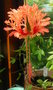 vignette hibiscus schyzopétalus