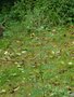 vignette Ambrosia artemisiifolia, ambroisie  feuille d'artmise