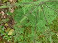 vignette Ambrosia artemisiifolia, ambroisie  feuille d'artmise