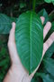 vignette Fuchsia arborescens / Onagraces