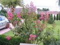 vignette Lagerstroemia Indica