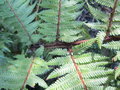 vignette cyathea australis