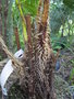 vignette cyathea australis