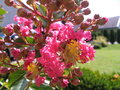 vignette fleur de Lagerstroemia hybride Tonto