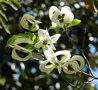 vignette CORNUS florida ssp urbinianaTrees, rare shrubs