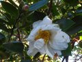 vignette Camellia sasanqua Narumigata qui commence sa floraison au 14 09 11