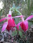 vignette fuchsia 'la campanella'