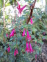 vignette fuchsia microphylla