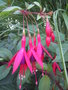 vignette fuchsia 'tom thumb'