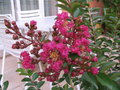 vignette Fleur de Lagerstroemia hybride Tonto